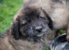 images/T-Wurf/T-Wurf Wo 9/3S8A2993-Bearbeitet.jpg